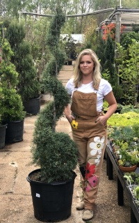 Caroline Sapphire Cypress Topiary